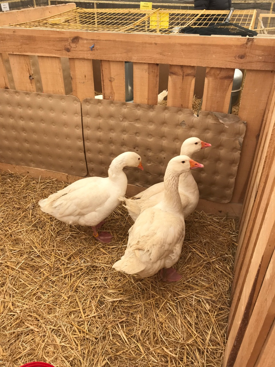 Oies blanches à la Foire de Brignoles. Photo © Alex Medwedeff