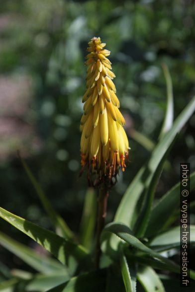 Racème de fleurs jaunes de l’Aloe vera. Photo © Alex Medwedeff