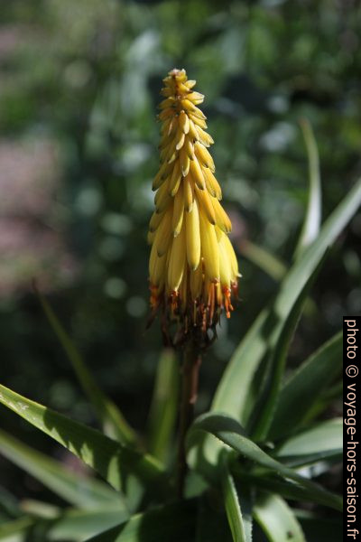 Racème de fleurs jaunes de l’Aloe vera. Photo © Alex Medwedeff