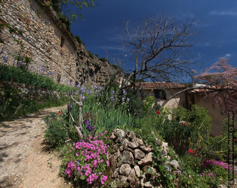 Fleurs printanières à Cotignac. Photo © André M. Winter