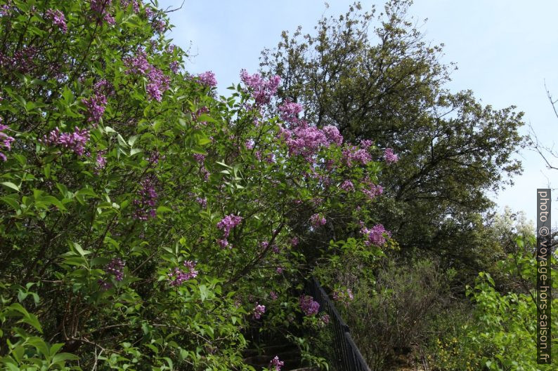 Lilas en fleurs. Photo © André M. Winter