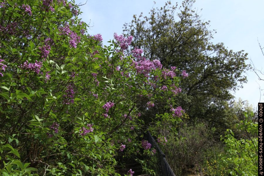 Lilas en fleurs. Photo © André M. Winter