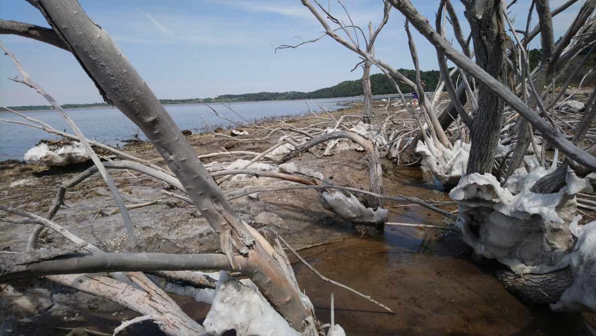 Sel déposé autour d'arbres morts. Photo © André M. Winter