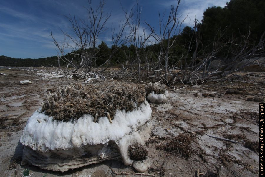 Bloc de sel autour d'une touffe de plante morte. Photo © André M. Winter