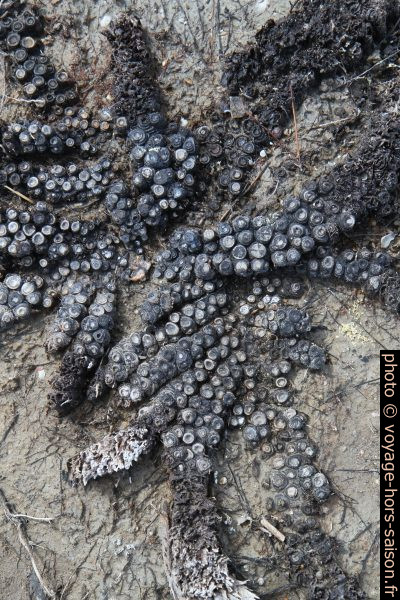 Racines de plantes aquatiques mortes ressemblant à des bras de poulpe. Photo © Alex Medwedeff