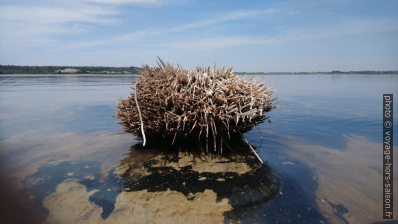 Touffe de plante morte au rivage de l'Étang de Lavalduc. Photo © André M. Winter