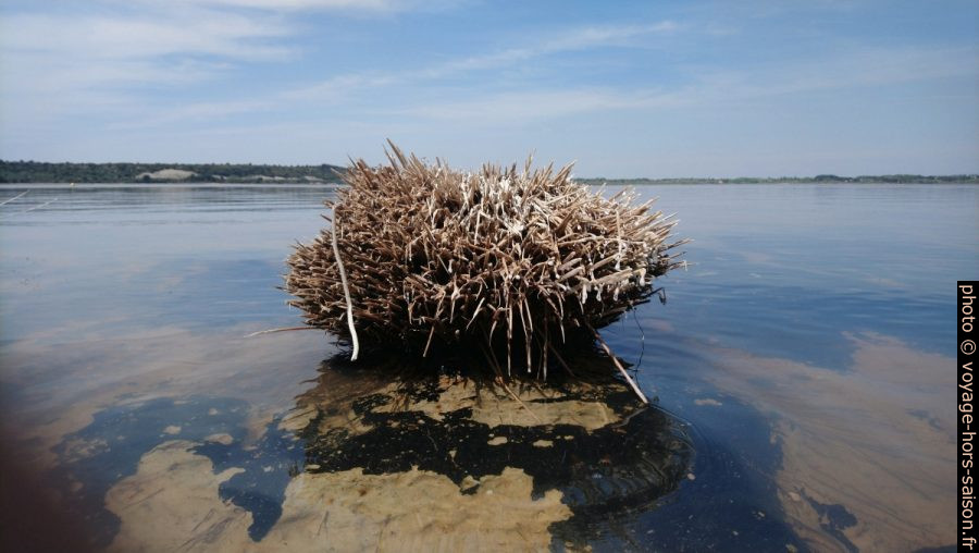 Touffe de plante morte au rivage de l'Étang de Lavalduc. Photo © André M. Winter
