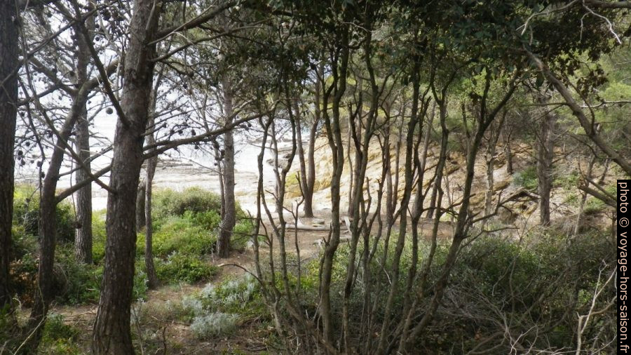 Forêt entre l'Estaniadou et la Pointe du Port-qui-Pisse
