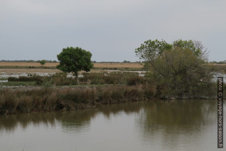 La Camargue. Photo © Alex Medwedeff