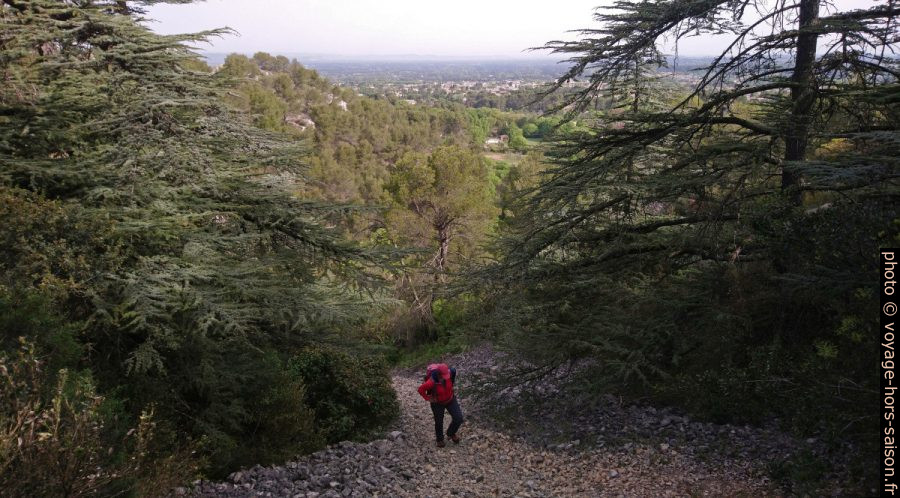 Sentier bordé de cèdres entre le du Gaudre du Rougadou la crête à l'est du barrage. Photo © André M. Winter