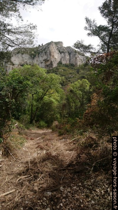 Chemin défriché par une abatteuse. Photo © André M. Winter