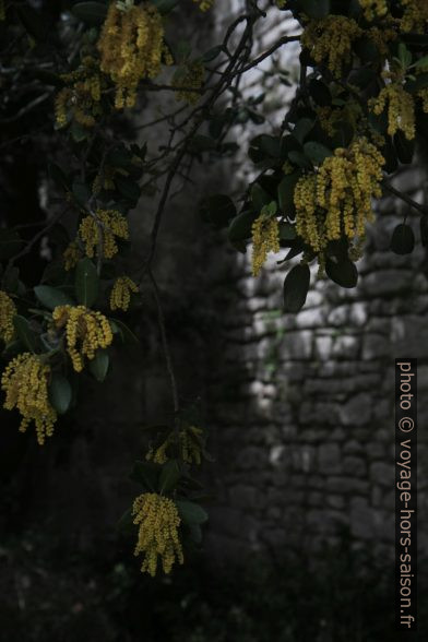 Fleurs de chênes devant un mur de la Chapelle de Romanin. Photo © Alex Medwedeff