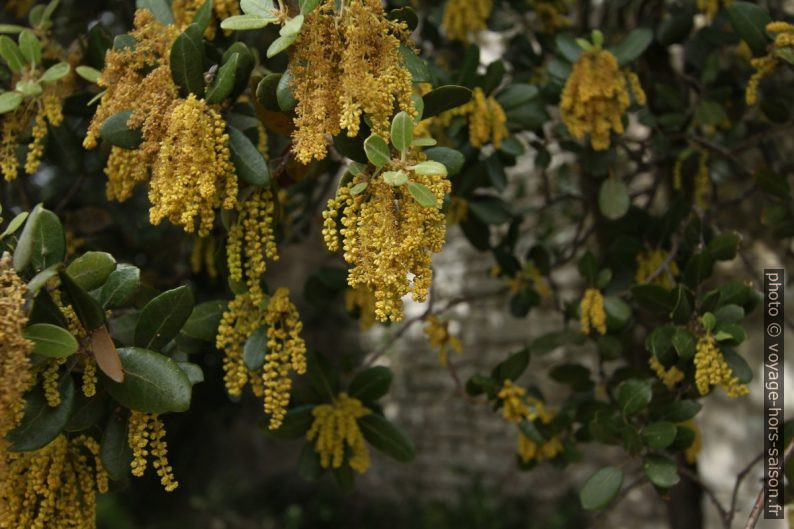 Fleurs de chênes verts. Photo © André M. Winter