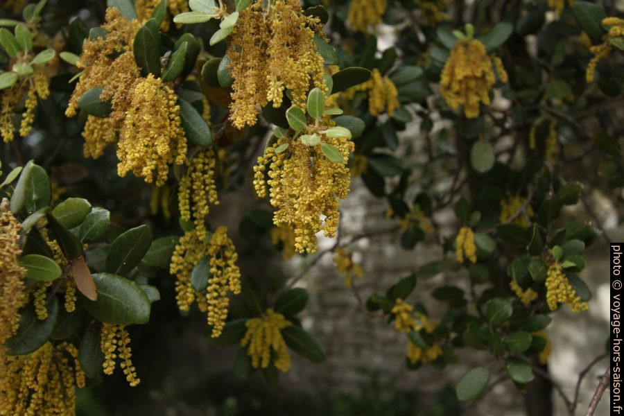 Fleurs de chênes verts. Photo © André M. Winter