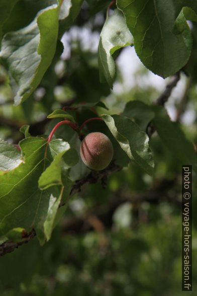 Abricot immature sur l'arbre. Photo © Alex Medwedeff