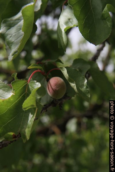 Abricot immature sur l'arbre. Photo © Alex Medwedeff