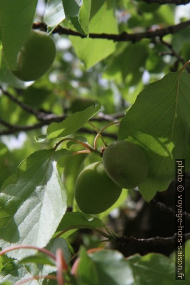 Abricots immatures sur un arbre. Photo © Alex Medwedeff