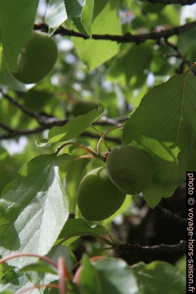 Abricots immatures sur un arbre. Photo © Alex Medwedeff
