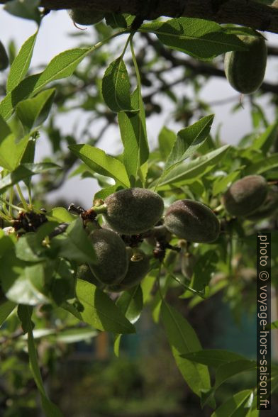 Amandes sur l'arbre au printemps. Photo © Alex Medwedeff