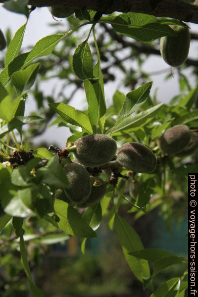 Amandes sur l'arbre au printemps. Photo © Alex Medwedeff