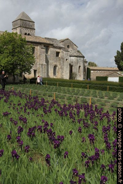 Champ d'iris et l'ancien prieuré de St. Paul de Mausole. Photo © Alex Medwedeff