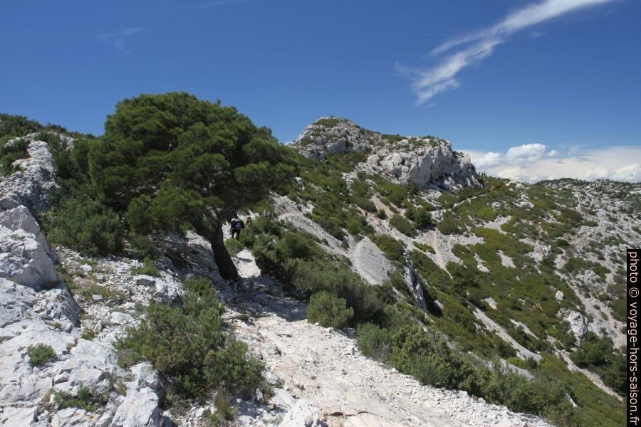 Pin sur le chemin de la Crête de Morgiou. Photo © Alex Medwedeff