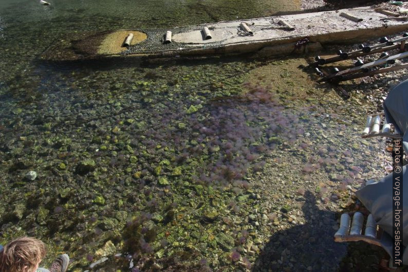 Méduses dans le port de Morgiou. Photo © André M. Winter