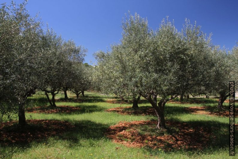 Oliveraie en Provence Verte. Photo © Alex Medwedeff