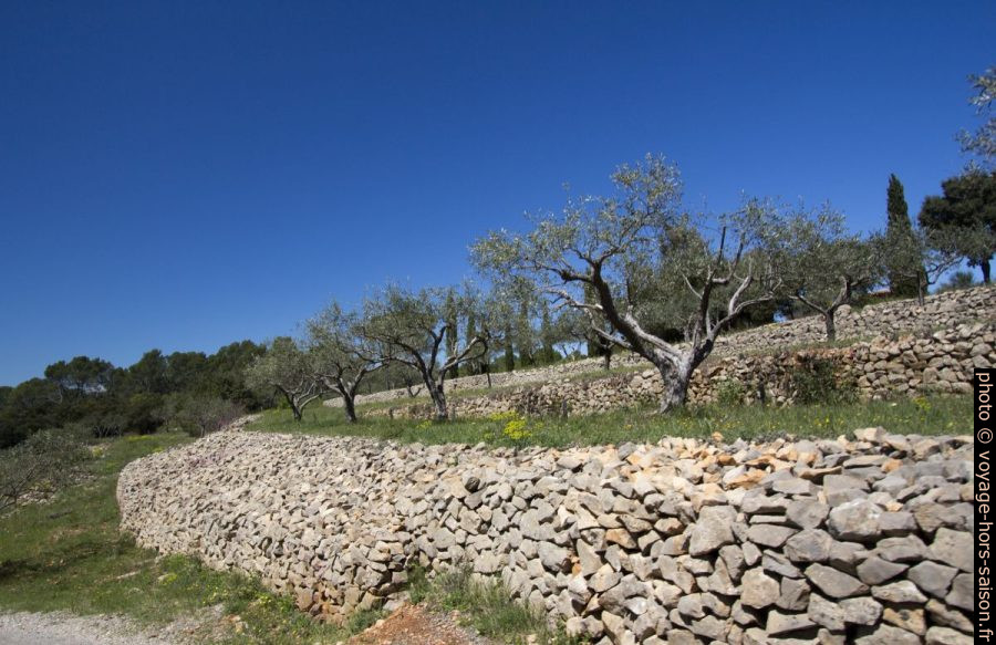 Larges murs de pierre formant des terrasse pour les oliviers. Photo © André M. Winter