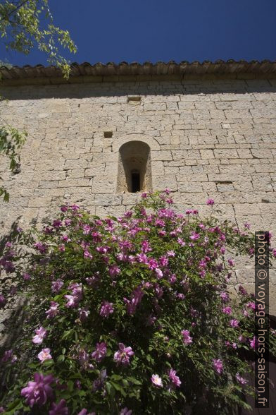 Fleurs sous une minuscule ouverture de la façade sud. Photo © André M. Winter