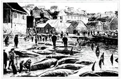 “On pousse vers la plage les cadavres des dauphins, qui ont environ 6 mètres de long”
