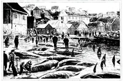 “On pousse vers la plage les cadavres des dauphins, qui ont environ 6 mètres de long”