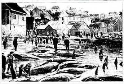 “On pousse vers la plage les cadavres des dauphins, qui ont environ 6 mètres de long”