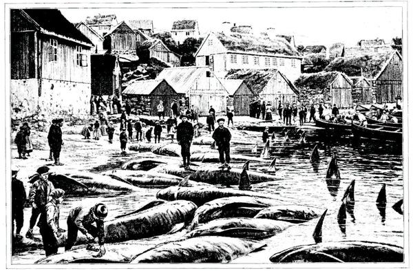 “On pousse vers la plage les cadavres des dauphins, qui ont environ 6 mètres de long”