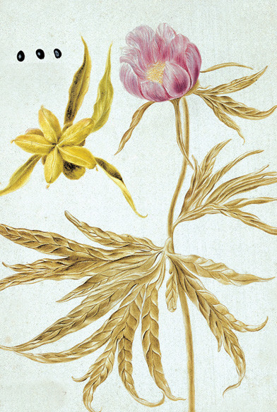 Illustration du livre Flora Sibirica de Gmelin