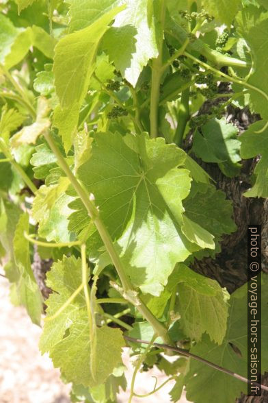 Feuilles de vigne et raisins au printemps. Photo © Alex Medwedeff