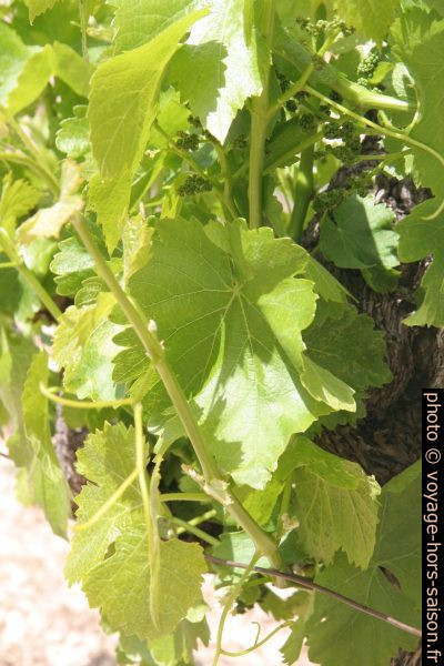 Feuilles de vigne et raisins au printemps. Photo © Alex Medwedeff