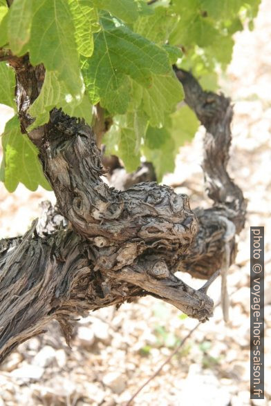 Pied de vigne au printemps. Photo © Alex Medwedeff