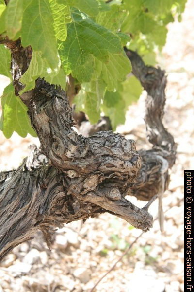 Pied de vigne au printemps. Photo © Alex Medwedeff
