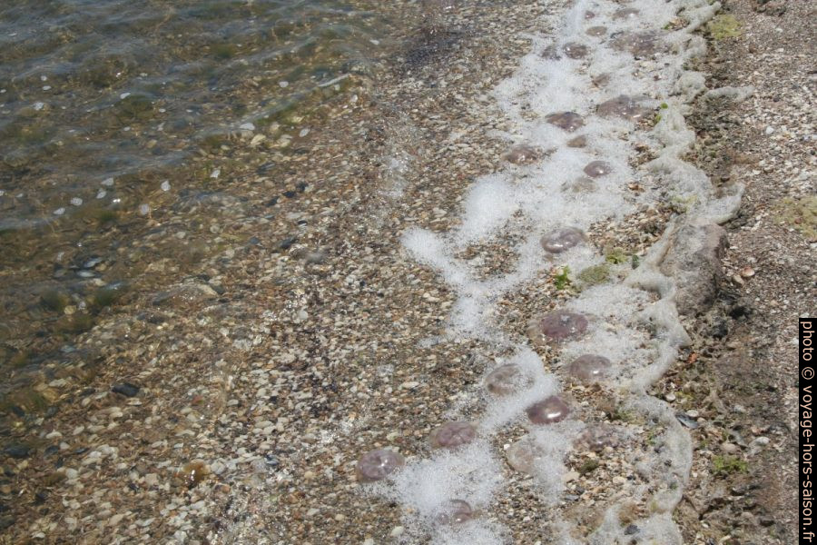 Méduses échouées et mousse sur la plage de coquillages. Photo © André M. Winter