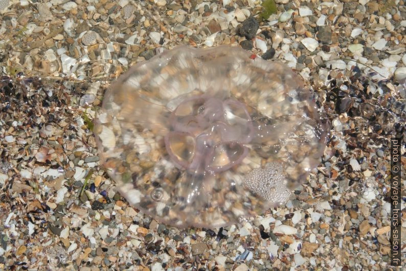 Méduse échouée sur und plage de coquillages de l’Étang de Berre. Photo © André M. Winter
