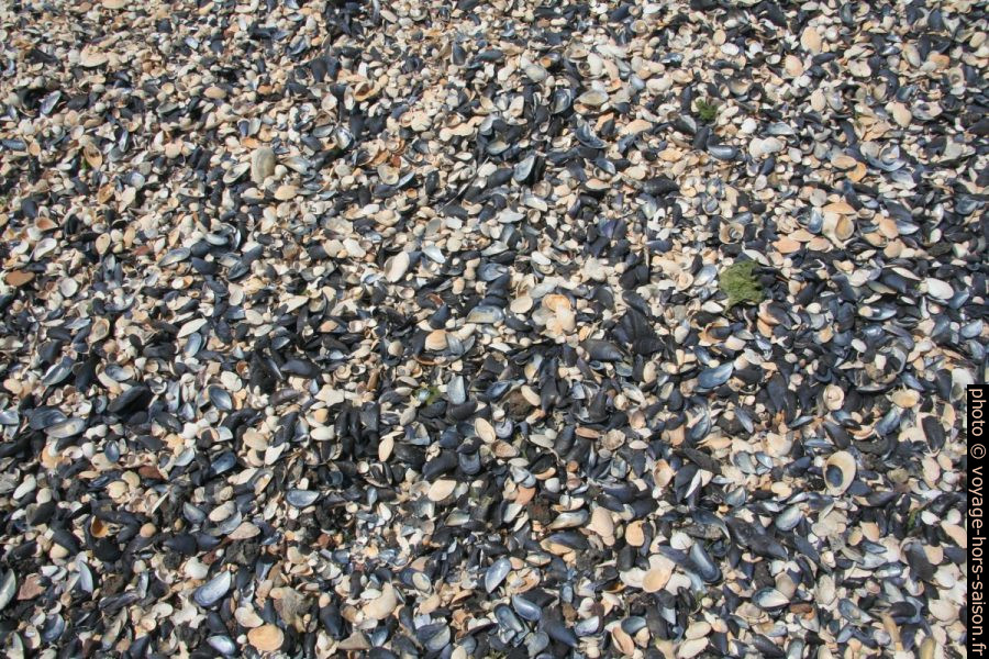 Gros plan sur la plage de coquillages au Port de la Pointe. Photo © André M. Winter