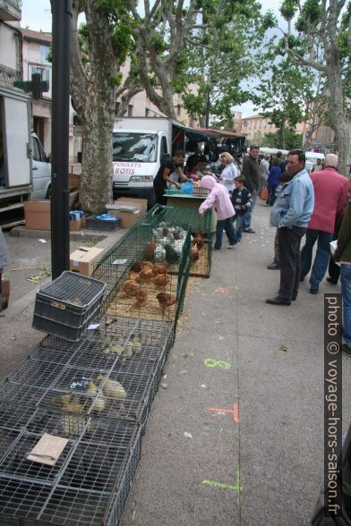 Poussins et poules vendus vivants au marché de Gardanne. Photo © André M. Winter