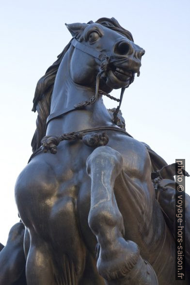 Cheval de la staute sur la Piazza dei Cavalli. Photo © Alex Medwedeff