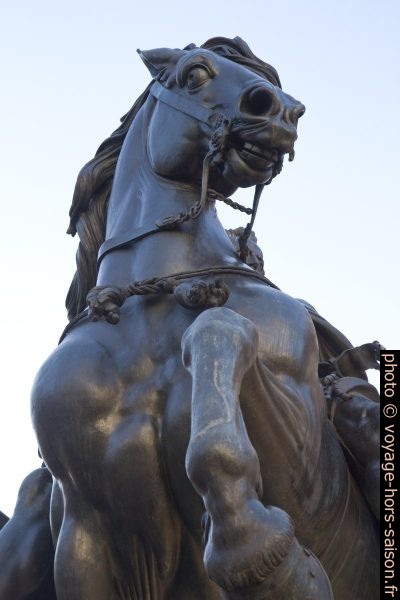 Cheval de la staute sur la Piazza dei Cavalli. Photo © Alex Medwedeff