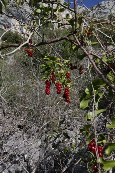 Fruits de la salsepareille. Photo © André M. Winter