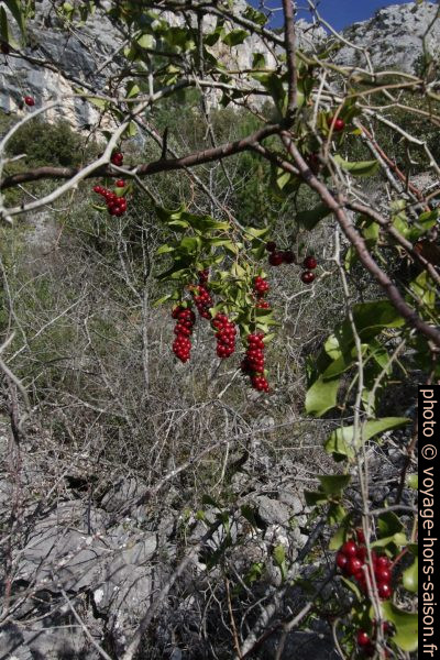 Fruits de la salsepareille. Photo © André M. Winter