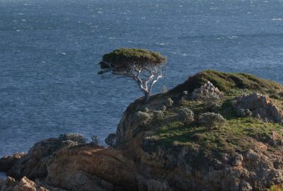 Pin solitaire su un îlot de l'Estagnol. Photo © André M. Winter