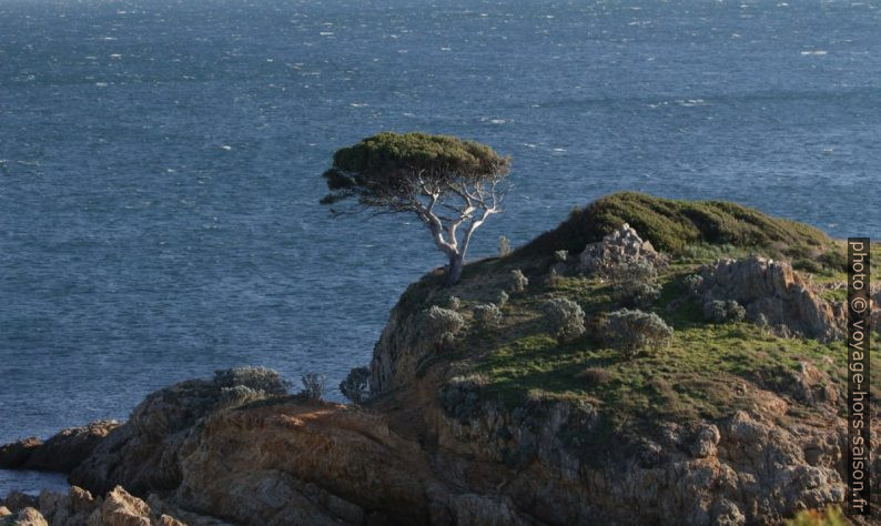 Pin solitaire su un îlot de l'Estagnol. Photo © André M. Winter