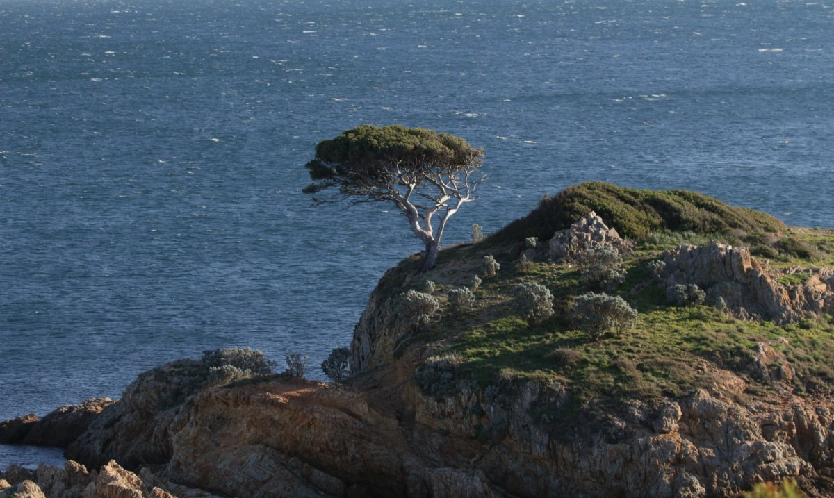Pin solitaire su un îlot de l'Estagnol. Photo © André M. Winter